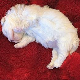 Coton de Tulear Puppies from Windy City Coton