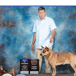 Australian Cattle Dogs from The Sweet Kennels