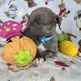 Sincity Tilly - Blue brindle female Whippet puppy in Harlingen, Texas from Sincity Dogs Hobby Kennel