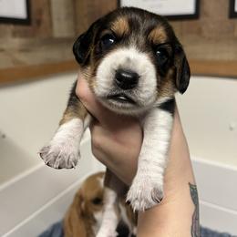 Red Collar - Black tan and bluetick female Beagle puppy in Jasper, Texas from Beech Grove Beagles