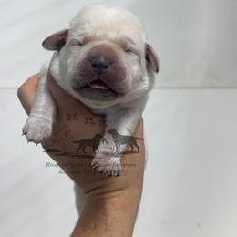 Teal collar - Yellow male Labrador Retriever puppy in Beaverdam, Virginia from Riverside Sunset Labrador Retrievers