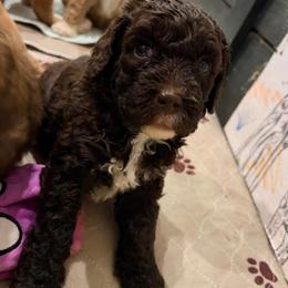Cruiser - Chocolate male Australian Labradoodle puppy in Alamo, Texas from QuiSal Labradoodles