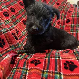 Lola - Black female Scottish Terrier puppy in San Diego (Jamul), California from Lee Valley Scotties