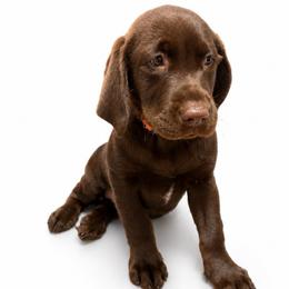 ROWAN - Chocolate male Labrador Retriever puppy in Chicago, Illinois from Urbane Retrievers