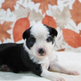 Griffin - Black tri male Toy Australian Shepherd puppy in Bauxite, Arkansas from J & B Mini Aussies