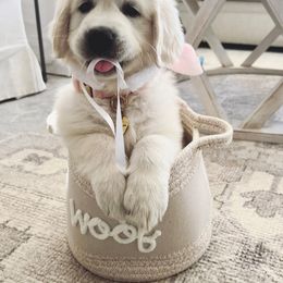 Golden Retriever Puppies from Robinsnest Goldens