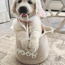 Golden Retriever Puppies from Robinsnest Goldens