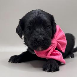 Posy - Black and white female Cockapoo puppy in Claremont, North Carolina from Magnolia Grove Farms