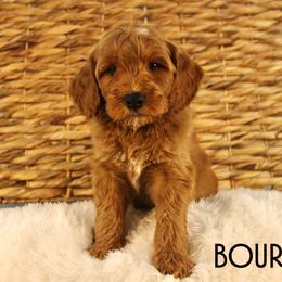 Bourbon - Red  male Goldendoodle puppy in Casa Grande, Arizona from AzDoodle Dandies