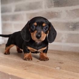 Girl 1 (CKC) - Black and tan female Dachshund puppy in Nacogdoches, Texas from S7 Dachsunds