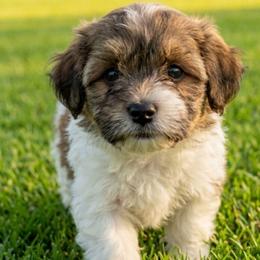 Leonardo - Brindle male Companion Cross puppy in Macon, Georgia from Shipoo Lane