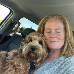 Bobby - Labradoodle