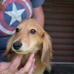 Tod - Red male Dachshund puppy in Huntingdon, Pennsylvania from Leila Ferrucci