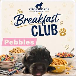 Pebbles - Brown female Newfoundland puppy in Saukville, Wisconsin from Crossroads Canines ~ Newfoundland Dogs