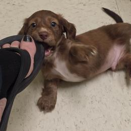 Moose 2200 - Dapple male Dachshund puppy in Bristol, Tennessee from It's Mini Wieners Baby