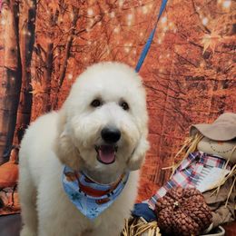 Boy 1 - Cream Goldendoodle puppy in Florida from Adonai's Creation Doodles