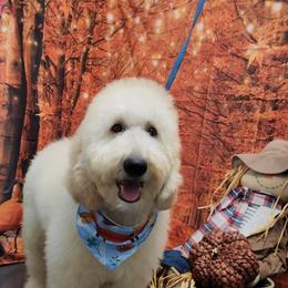 Boy 1 - Cream Goldendoodle puppy in Florida from Adonai's Creation Doodles