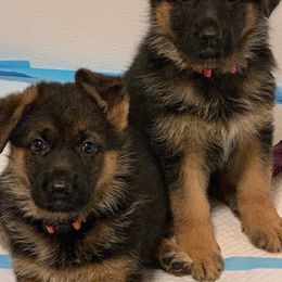 German Shepherd Puppies from Vom Goodchris German Shepherds