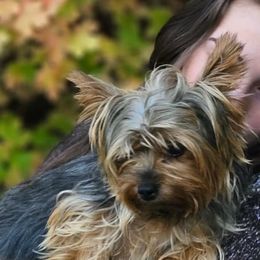 Yorkipoos from Yorkiepoo