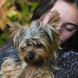 Yorkipoos from Yorkiepoo