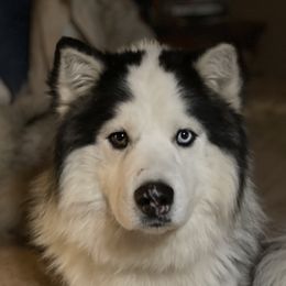 Bosco - Siberian Husky