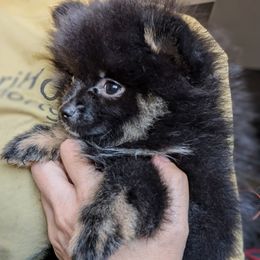 Skye - Black and tan female Pomeranian puppy in California from T & D Dream Poms