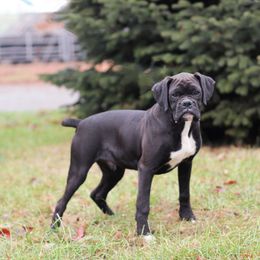 Titan - Boxer