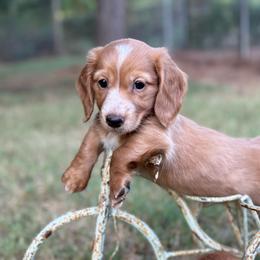 Dark cream - Blaze - Cream male Dachshund puppy in Nashville, Arkansas from Whisenhunt Farms
