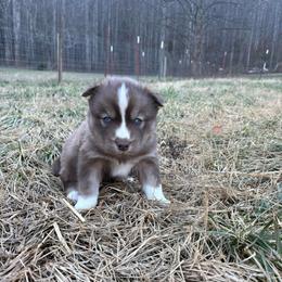 Blue - Red and white male Siberian Husky puppy in Jonesborough, Tennessee from Dry Creek Siberians