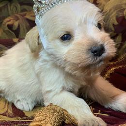 Elsa Winters Dream - Sable female Schnoodle puppy in Kentucky from Mrs Bs Teeny Schnauzers & Doodles