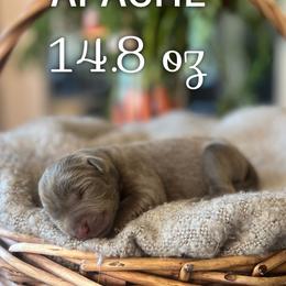 Apache - Silver male Dilute Retriever puppy in Puyallup, Washington from 12 Door Farm Labradors