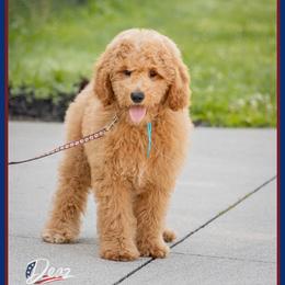 Paul - Red  male Goldendoodle puppy in Connersville, Indiana from Deaz Doodle Ranch