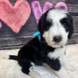 Teal Female - Black and white female Sheepadoodle puppy in Mc Henry, Maryland from TLC by the Lake Standard Poodle and Doodles
