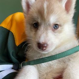 Siberian Husky Puppies from Gale Bly Osborne's Amazing Grace Kennel