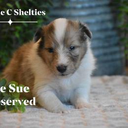 Trixie Sue - Sable merle and white female Shetland Sheepdog puppy in Gladbrook, Iowa from T Triple C Shelties