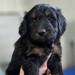 S'more - Phantom female Bernedoodle puppy in Mc Gaheysville, Virginia from Doting Doodles