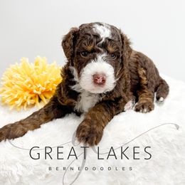 Crisp - Tri-color male Bernedoodle puppy in Baroda, Michigan from Great Lakes Bernedoodles