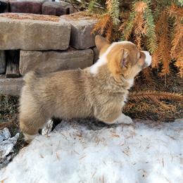 Pembroke Welsh Corgi Puppies from North Star Pembroke Welsh Corgi's