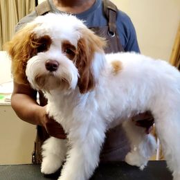 Charlee - Cavapoo