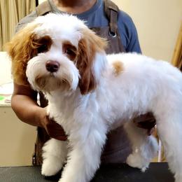 Charlee - Cavapoo