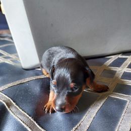 Black rust male - Blue and rust male Miniature Pinscher puppy in Du Bois, Pennsylvania from San Spur Miniature Pinschers