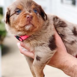 Australian Shepherd Puppies from Ember Aussies NJ/NY/PA