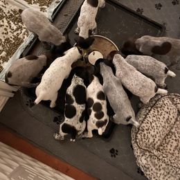 German Shorthaired Pointer Puppies from Morrison Gun dogs