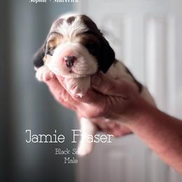 Jaime Fraser - Liver white and tan male English Springer Spaniel puppy in Tupalo, Mississippi from Butterfield Trail Farm