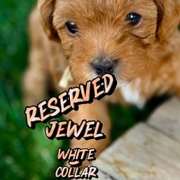 Jewels - Red female Cavapoo puppy in South Jordan, Utah from Diamond Companions