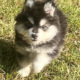 Tennessee Boy 2 - Black and white male Pomsky puppy in Monroe, Georgia from Beastly Beauties Huskies & Pomskies