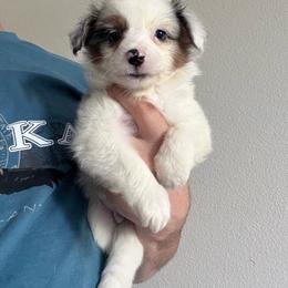 Dashi - Blue merle male Toy Australian Shepherd puppy in Georgetown, Texas from Minikin Manor