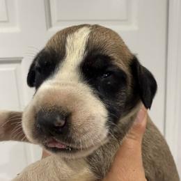 Tyson James - Fawn male Great Dane puppy in Florida from Beachside Kennels