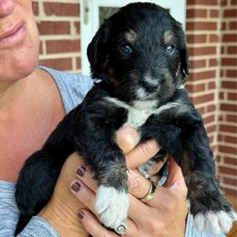 Boomer - Tri-color male Bernedoodle puppy in Ferguson, North Carolina from Elevated Standards NC