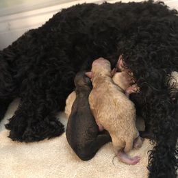 Poodle Puppies from Upper Echelon